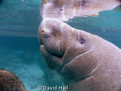 Manatee surfacing for a breath by David Hall 